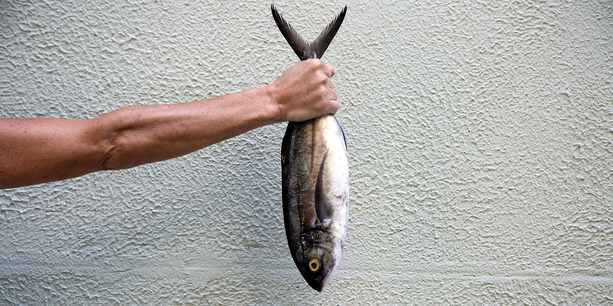 peixes congelados embalados a vácuo